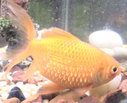 Un poisson rouge avec hydropisie