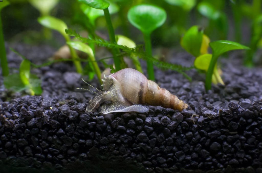 Un escargot trompette malais se prépare à creuser dans le substrat