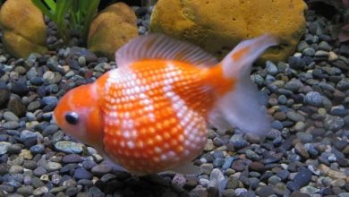 Pearlscale goldfish near the bottom of a freshwater aquarium