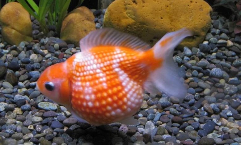 Pearlscale goldfish near the bottom of a freshwater aquarium