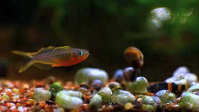 One Forktail Blue Eye Rainbowfish near the substrate