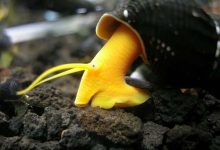 Escargot Lapin (Rabbit Snail)  : soins, élevage, durée de vie, taille et plus