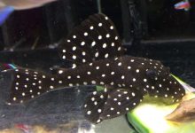 A Snowball Pleco at the bottom of a freshwater tank