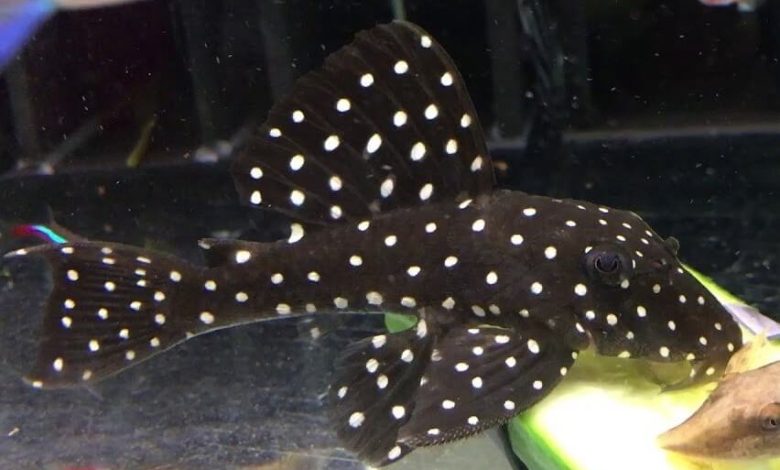 A Snowball Pleco at the bottom of a freshwater tank