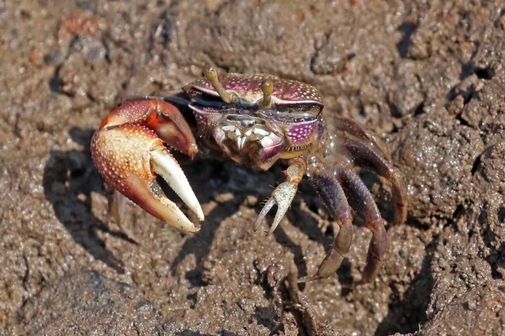 Un crabe violoniste à l'extérieur