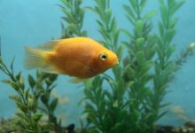 A Blood Parrot Cichlid swimming by itself in a freshwater aquarium