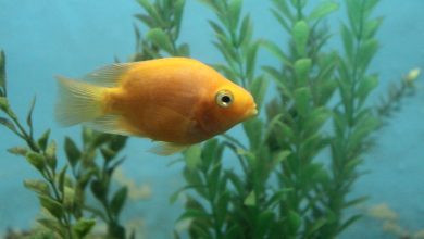 A Blood Parrot Cichlid swimming by itself in a freshwater aquarium