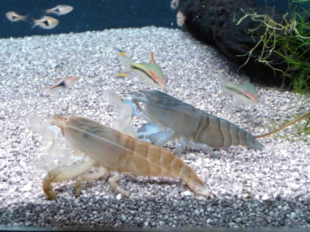 Deux filtres Vampire Shrimp dans un aquarium
