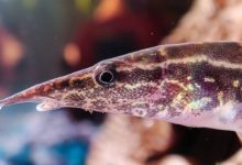 Anguille paon : Soins, compagnons de bassin, nourriture, taille et durée de vie