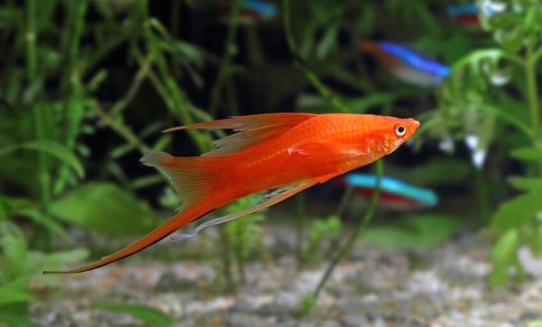A male swordtail fish