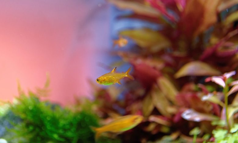 Hyphessobrycon amandae (tétra amande) : soins, taille, reproduction, durée de vie, etc.