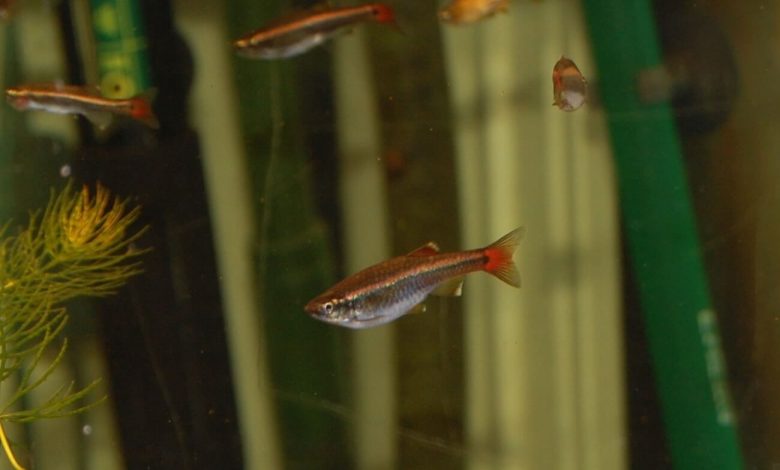 A group of White Cloud Mountain Minnows